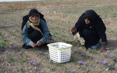 Frauen in Afghanistan ernten Selbstvertrauen